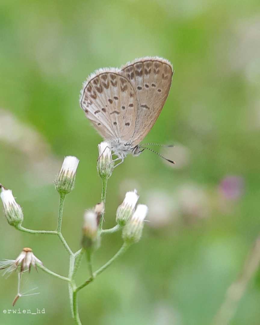 Pseudozizeeria