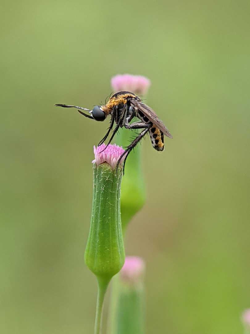 Toxophora