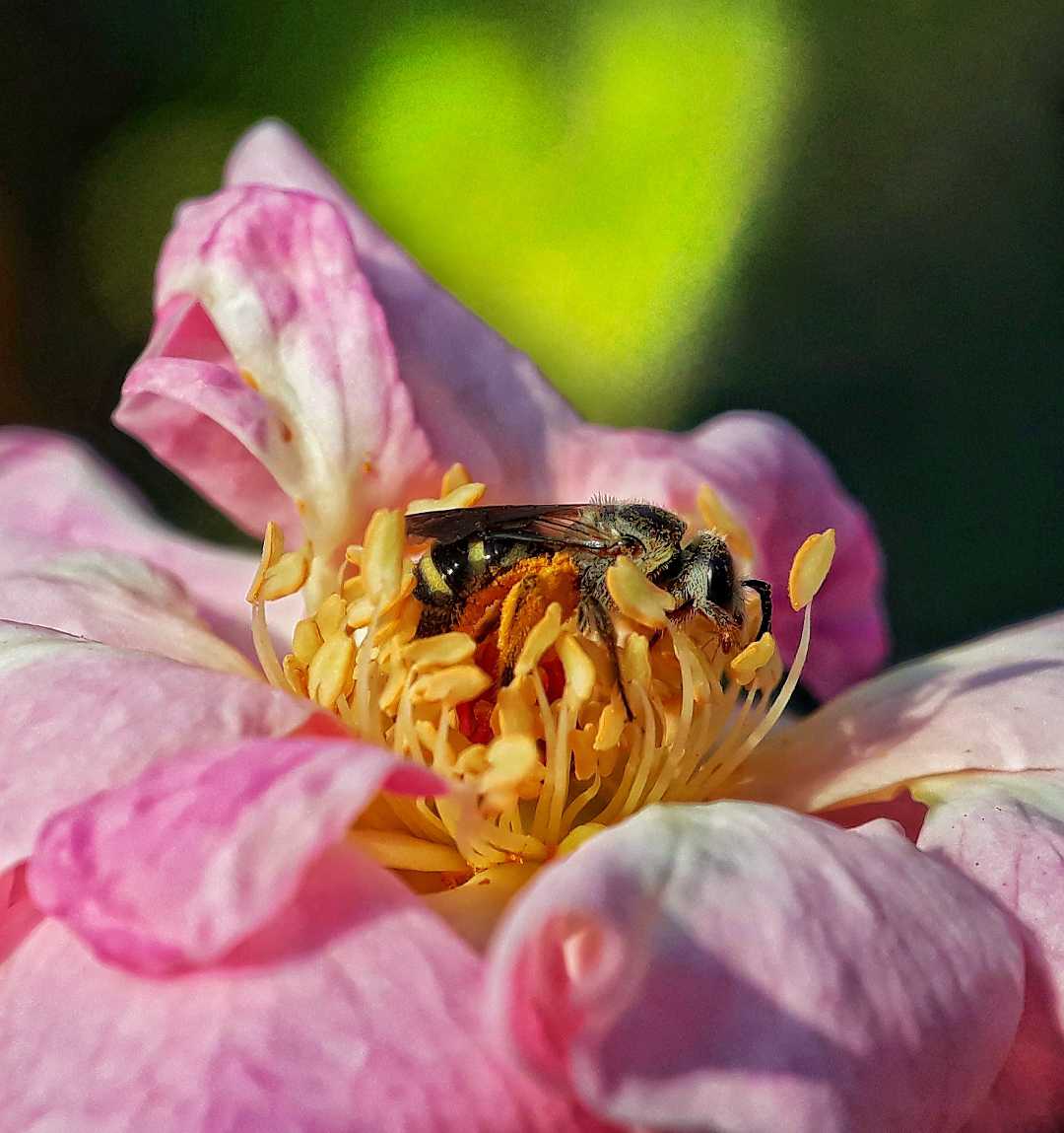 🐝:- Happy Hug Day Flowers 🤗