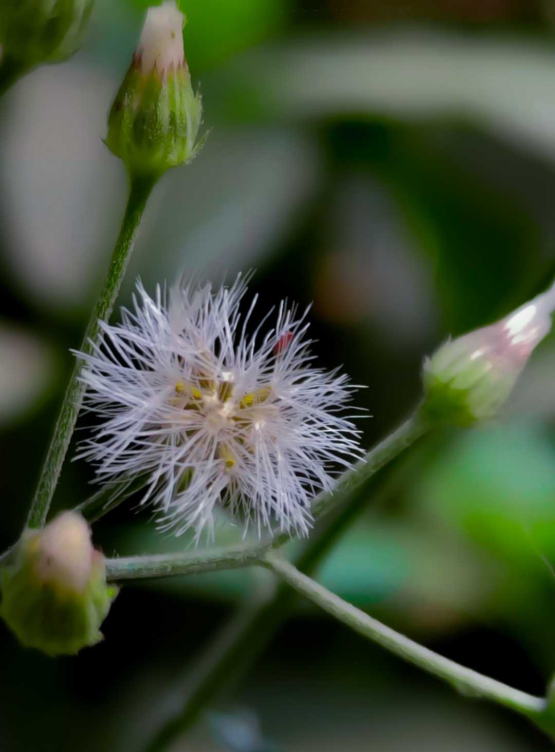 macro no lens used