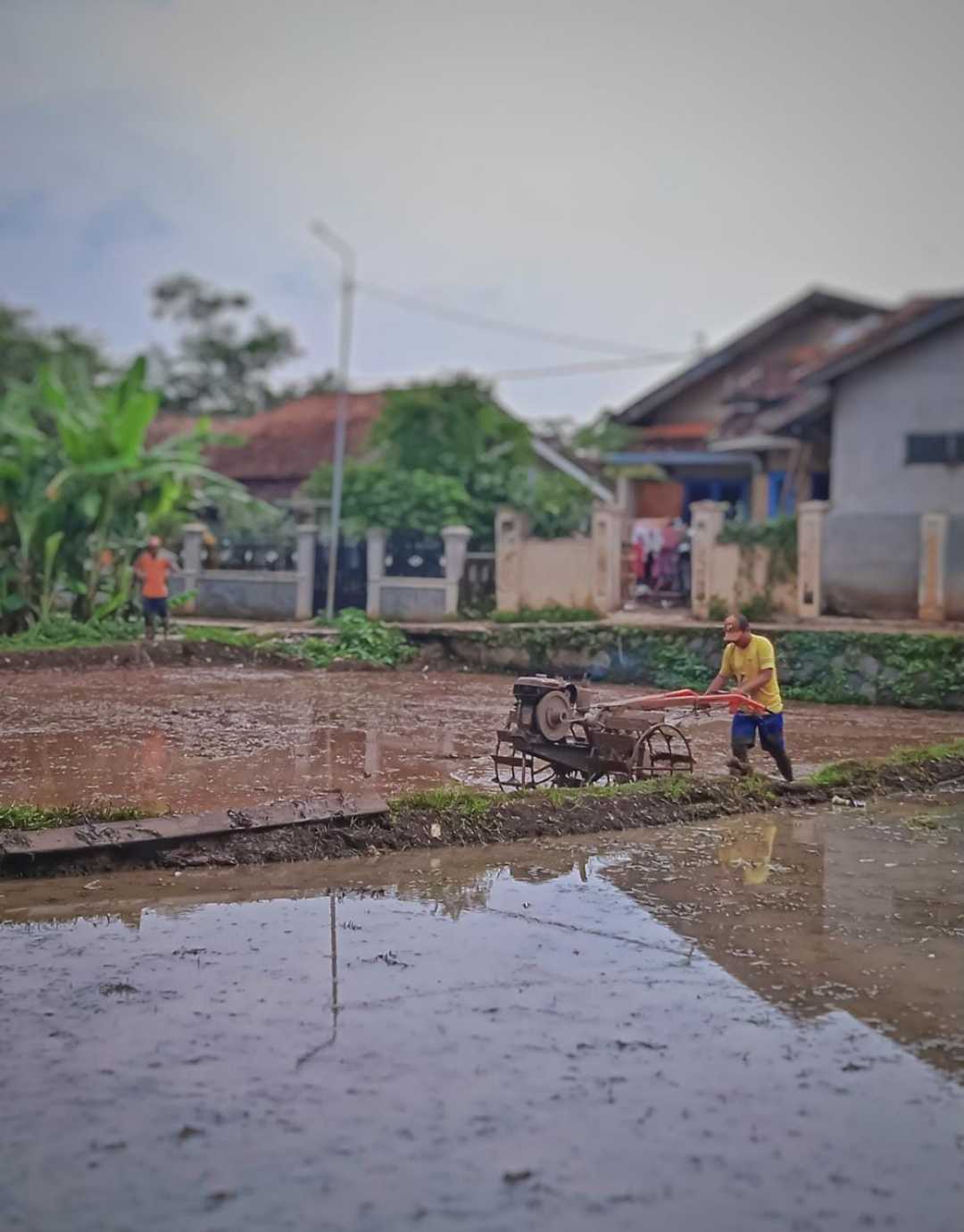 membajak sawah