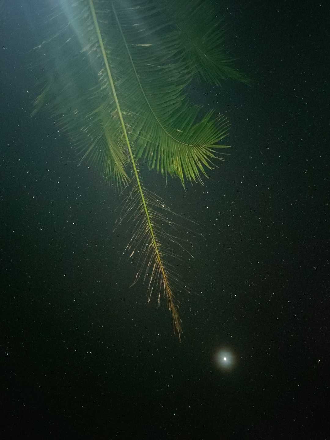 Astrofotografi
