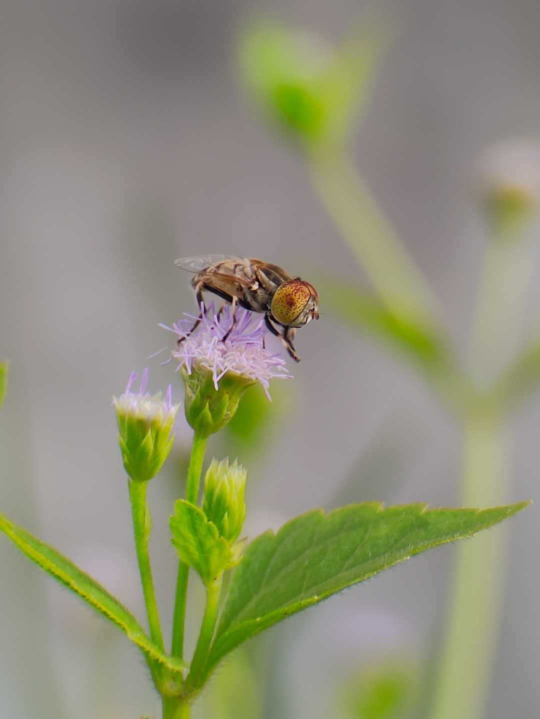 Macro Photography.