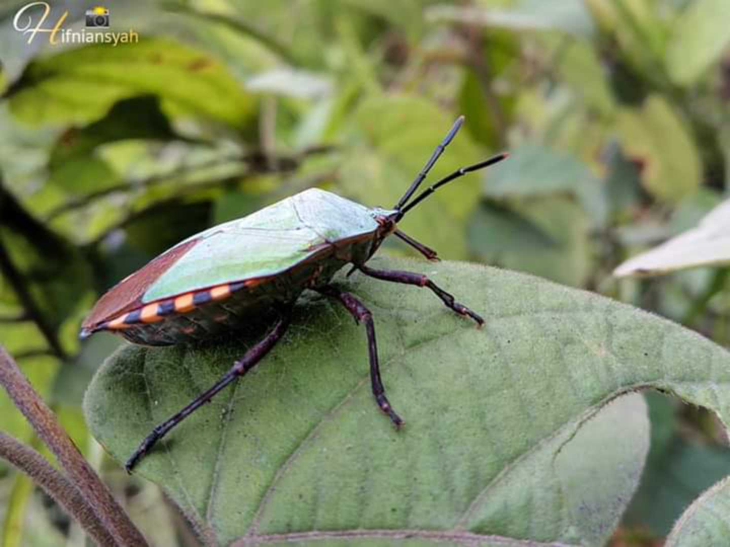 kepik hijau 🐝