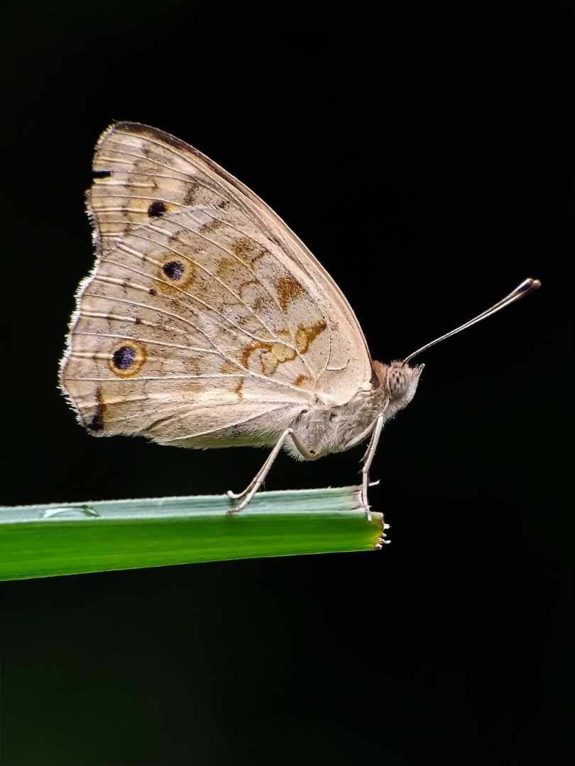 Junonia atlites
