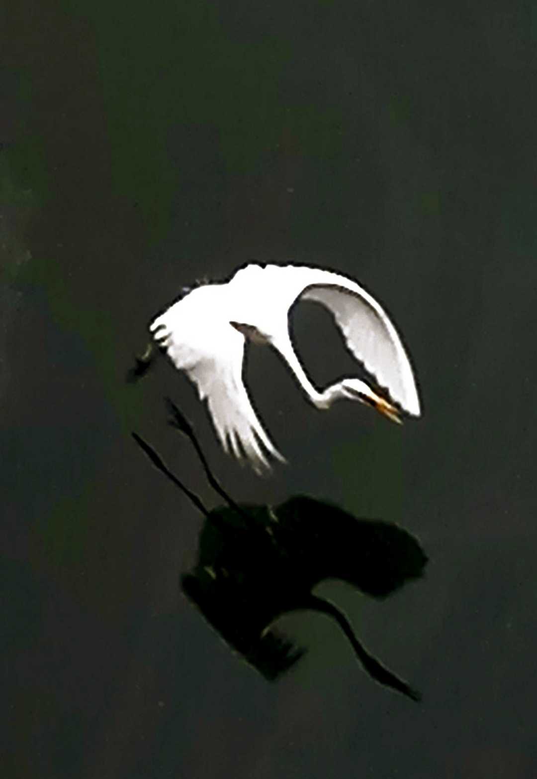 crane bird