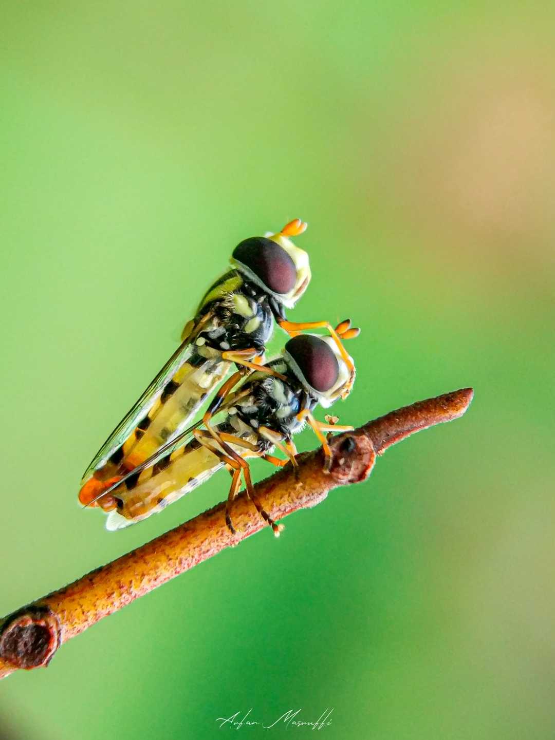Toxomerus
