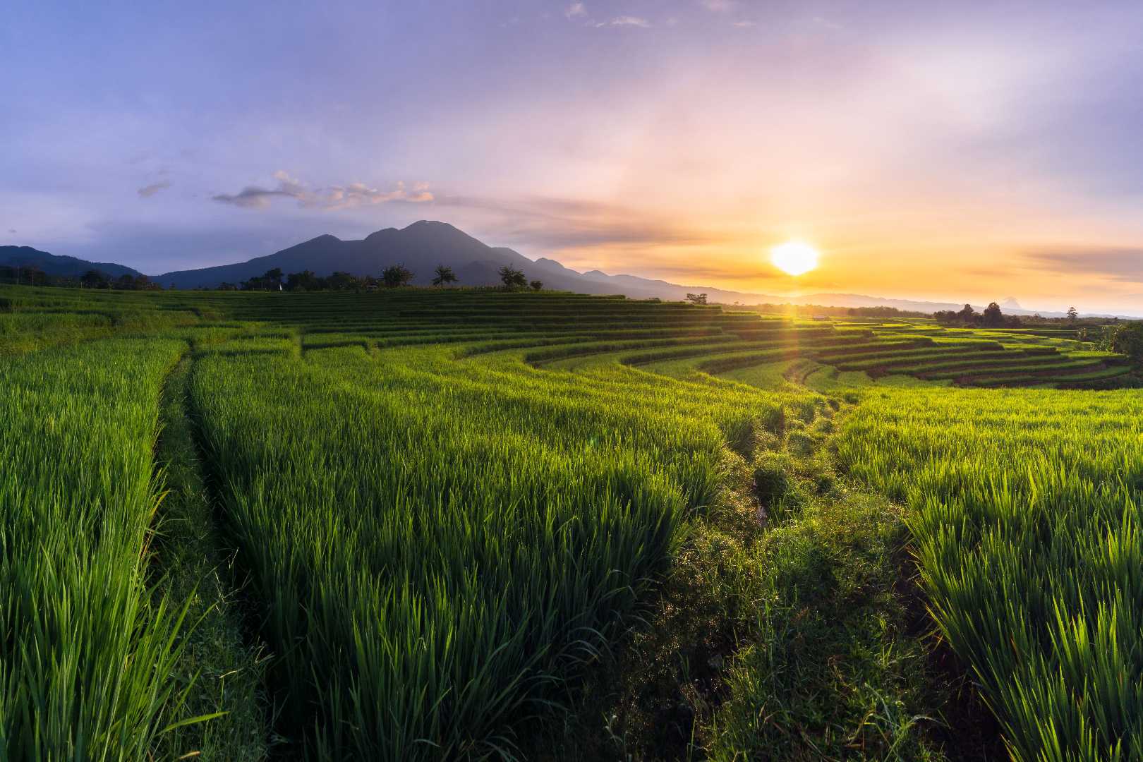 morning sunrise at rice fields