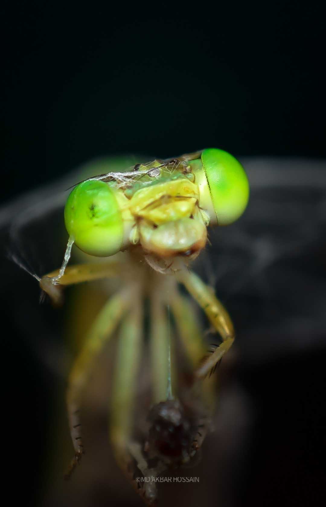 Damselfly
