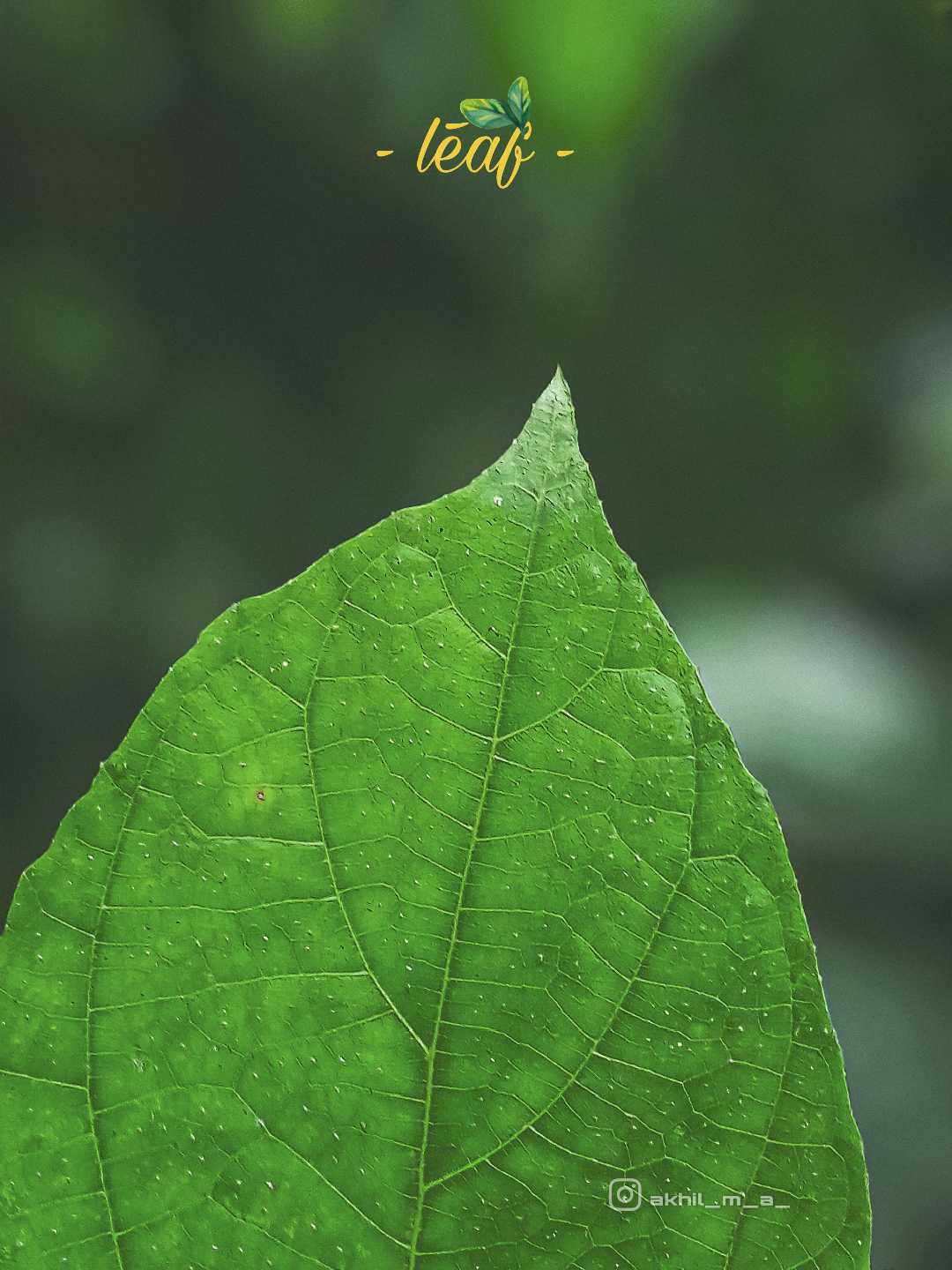 🍃🍃