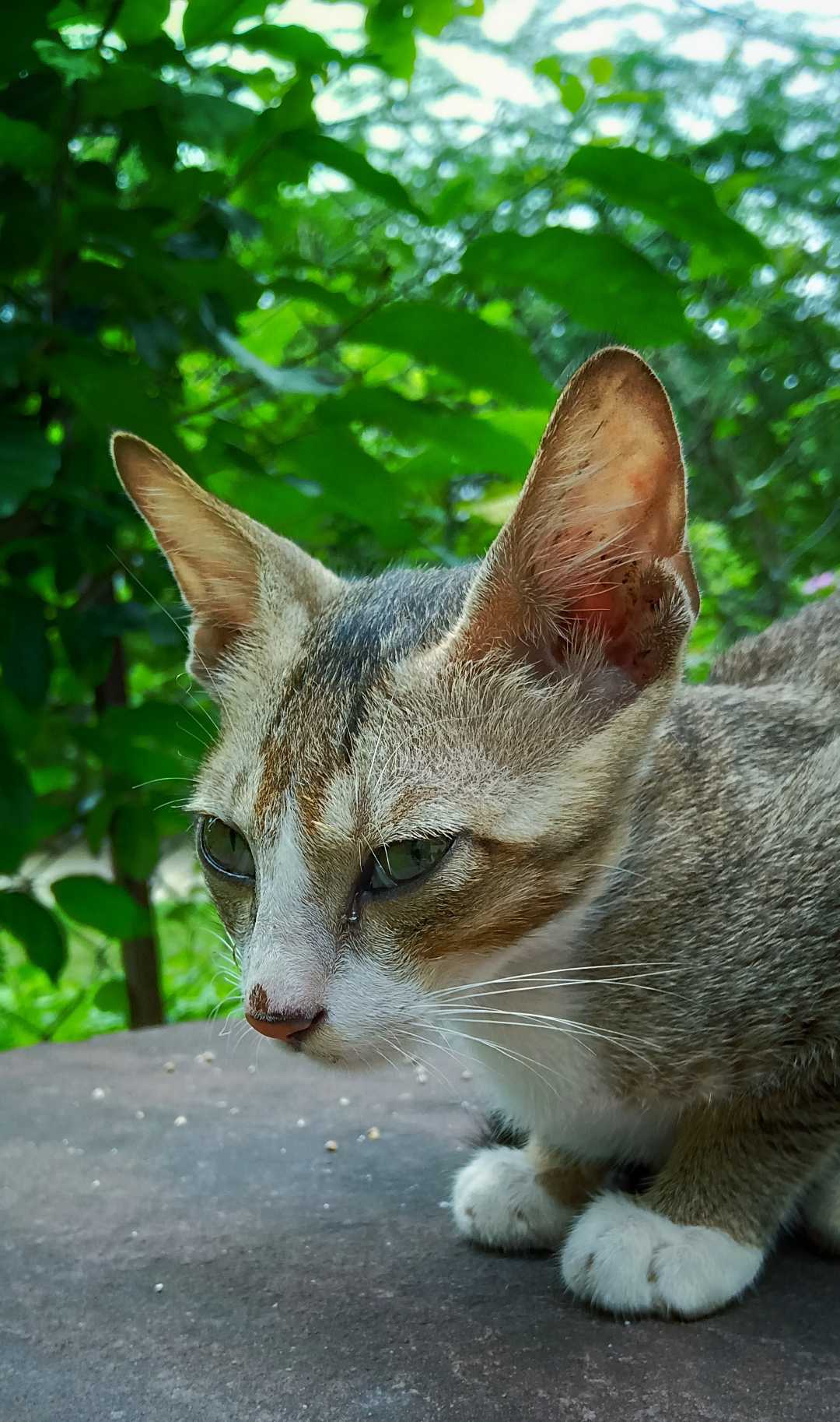 hello kitty🐱