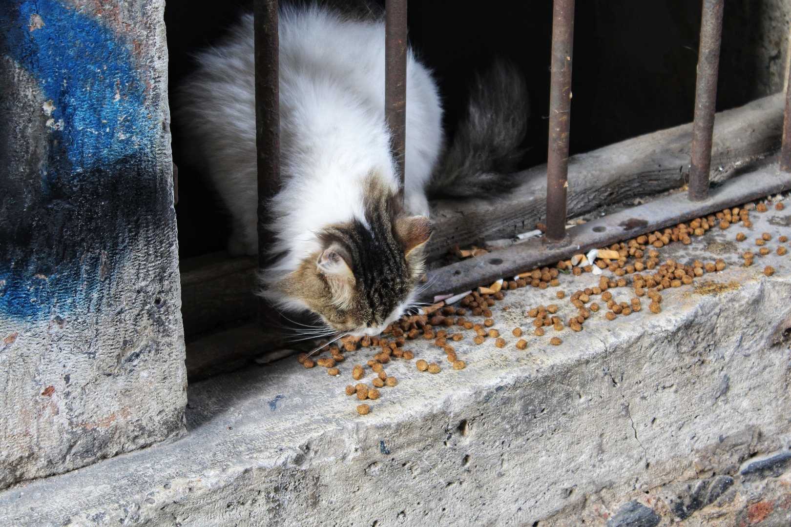 😻
