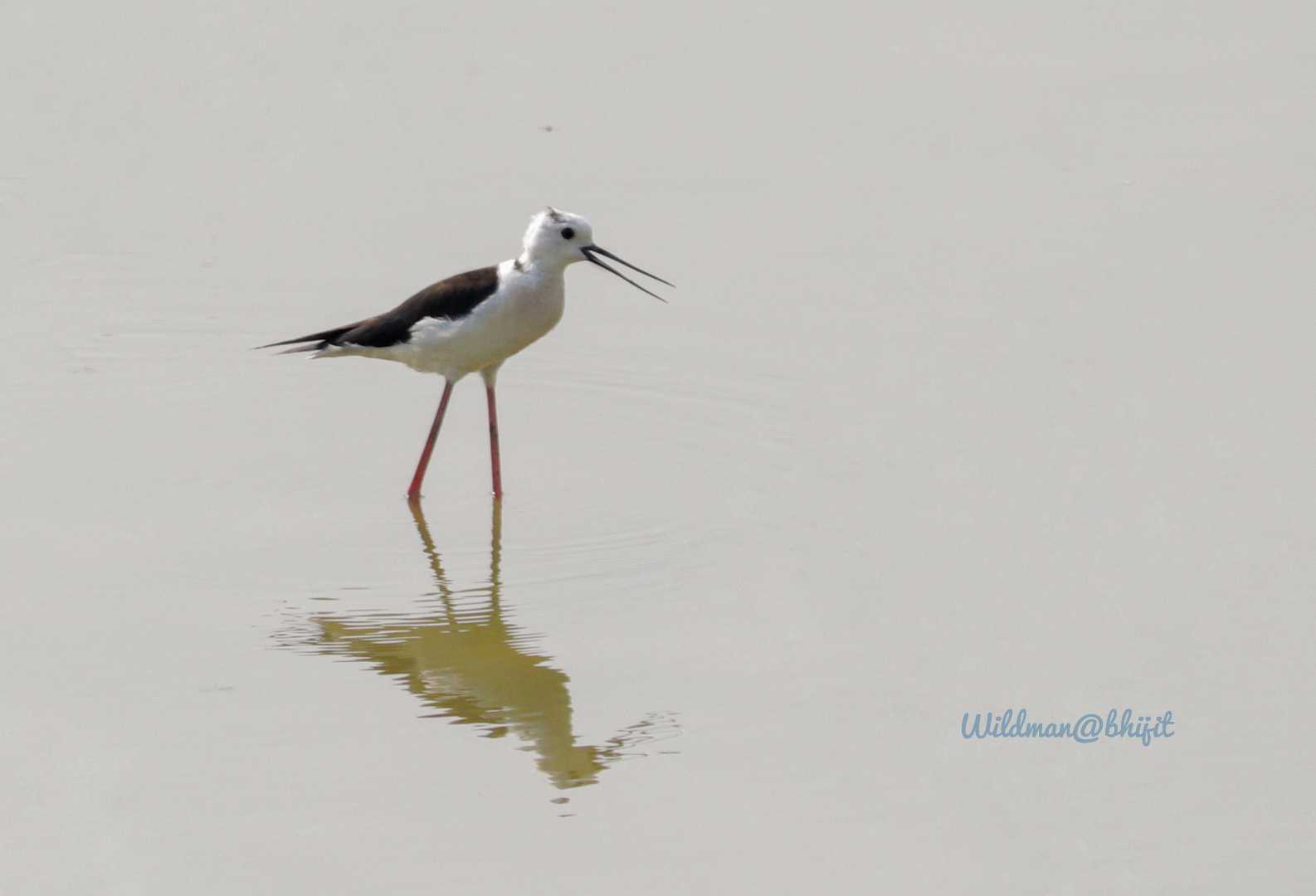 Birds world