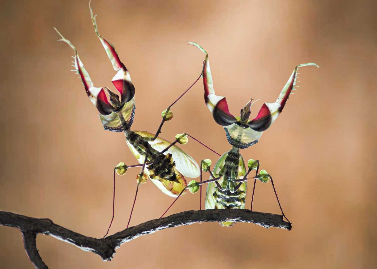 idolomantis diabolica