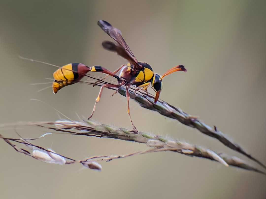Delta unguiculatum