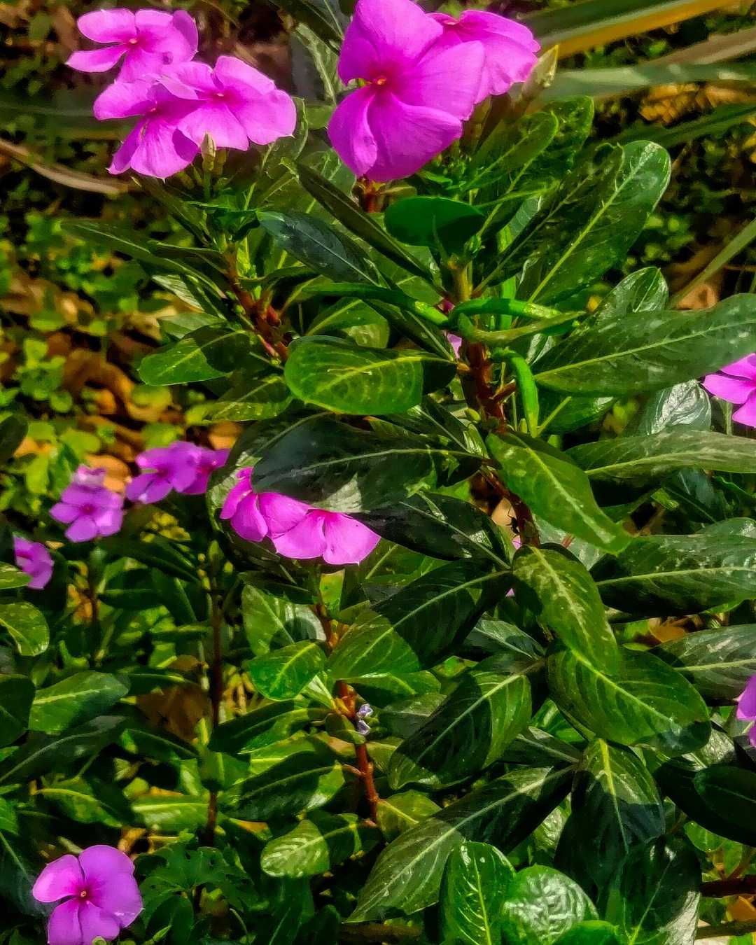 🌸🌸🌸🌸
