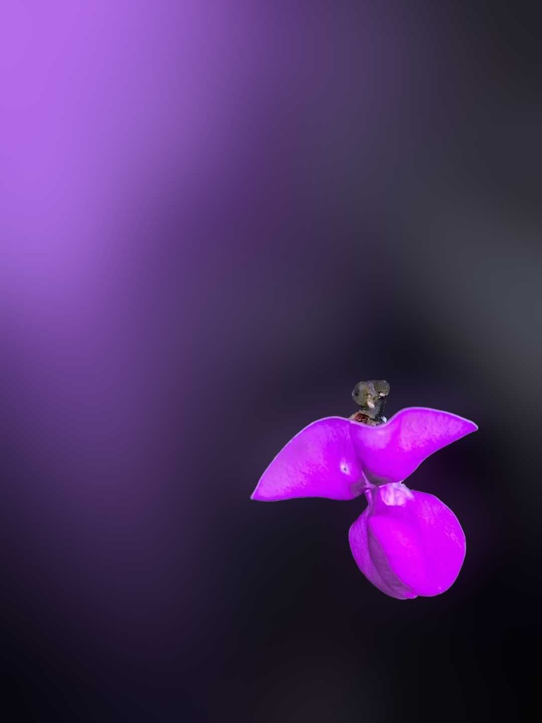Tell Me Which Flower It Is 💜🖤..? 