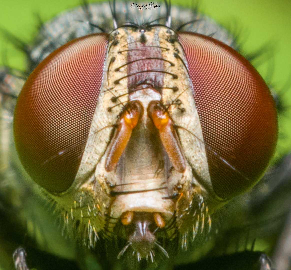 Housefly 