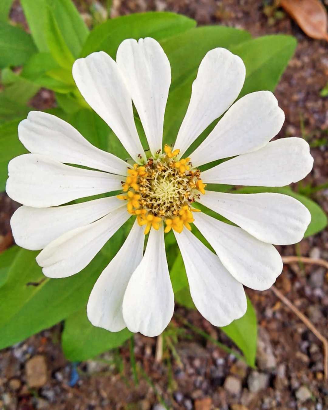 Bunga Zinnia Putih