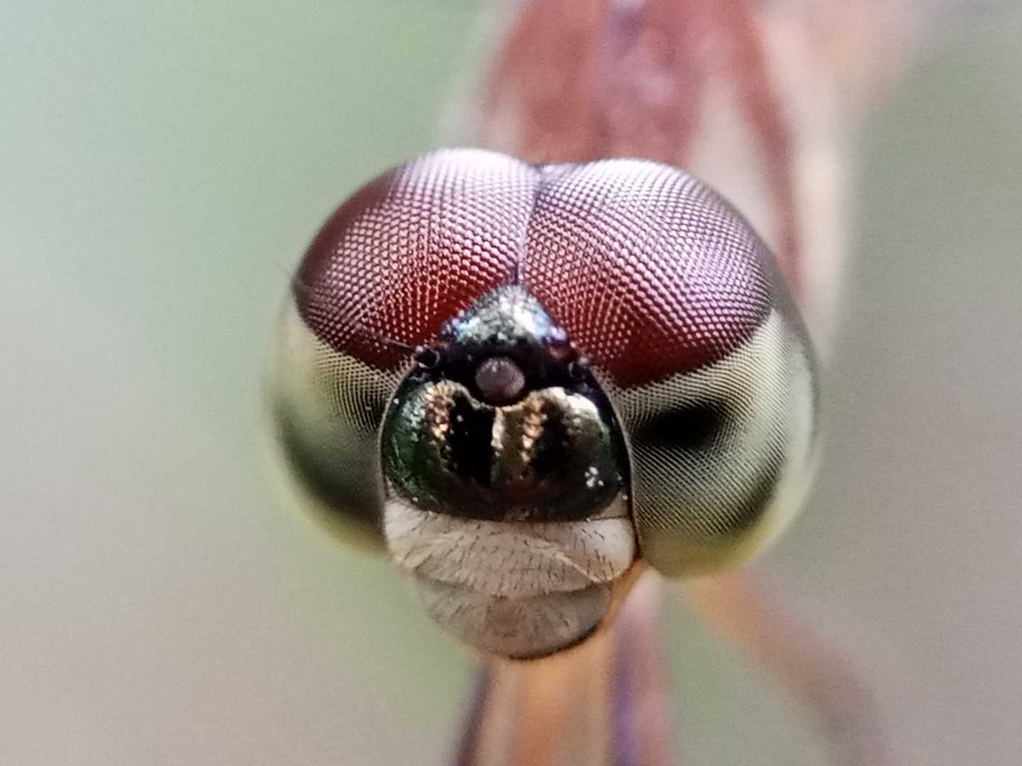 dragon fly 