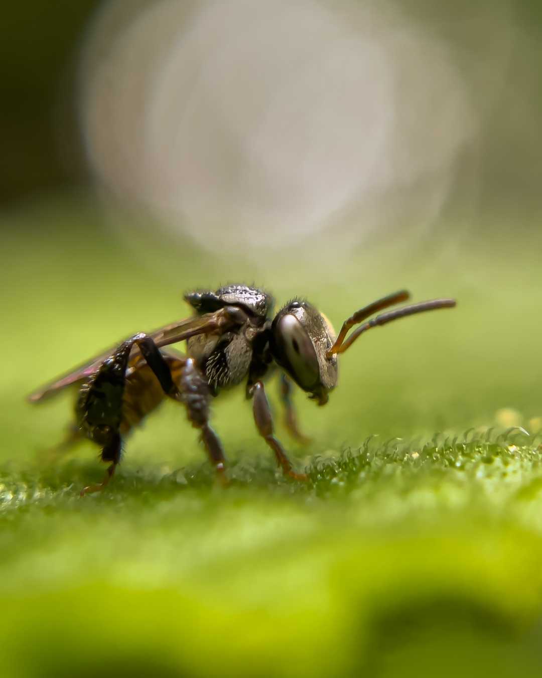 Mobilemacrophotography 