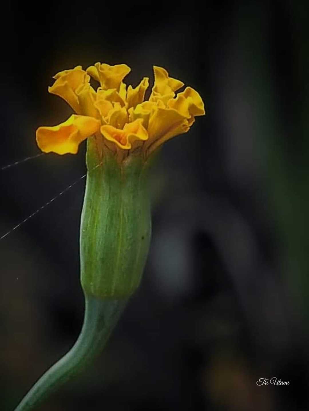 Bunga Marigold