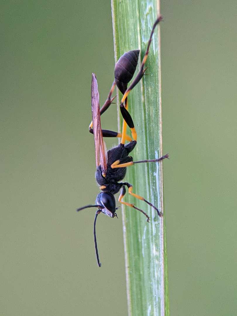 tawon  sphecid