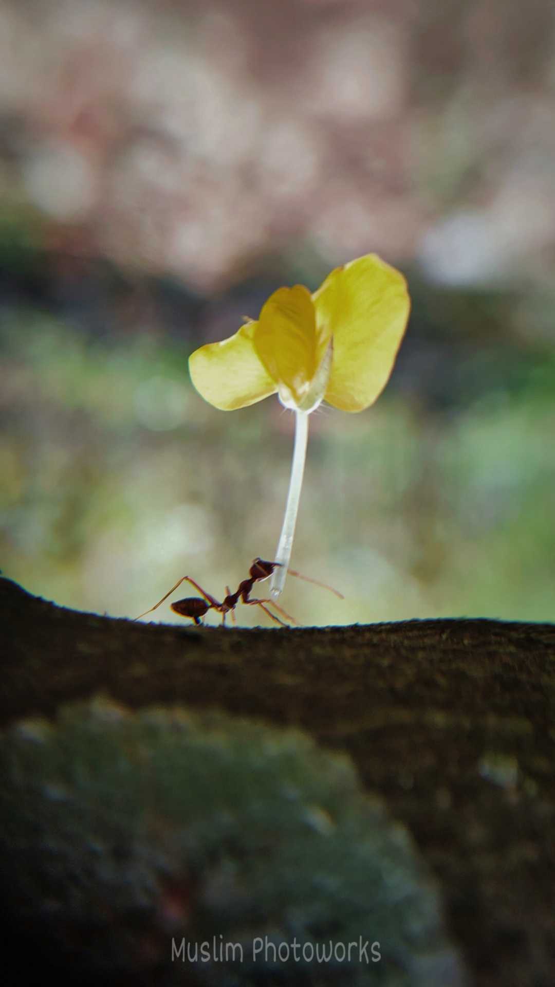 Super ant.......