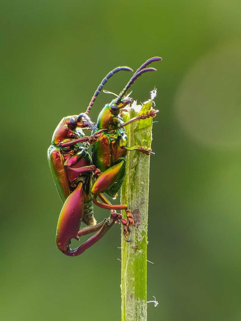 Dogbane beetle