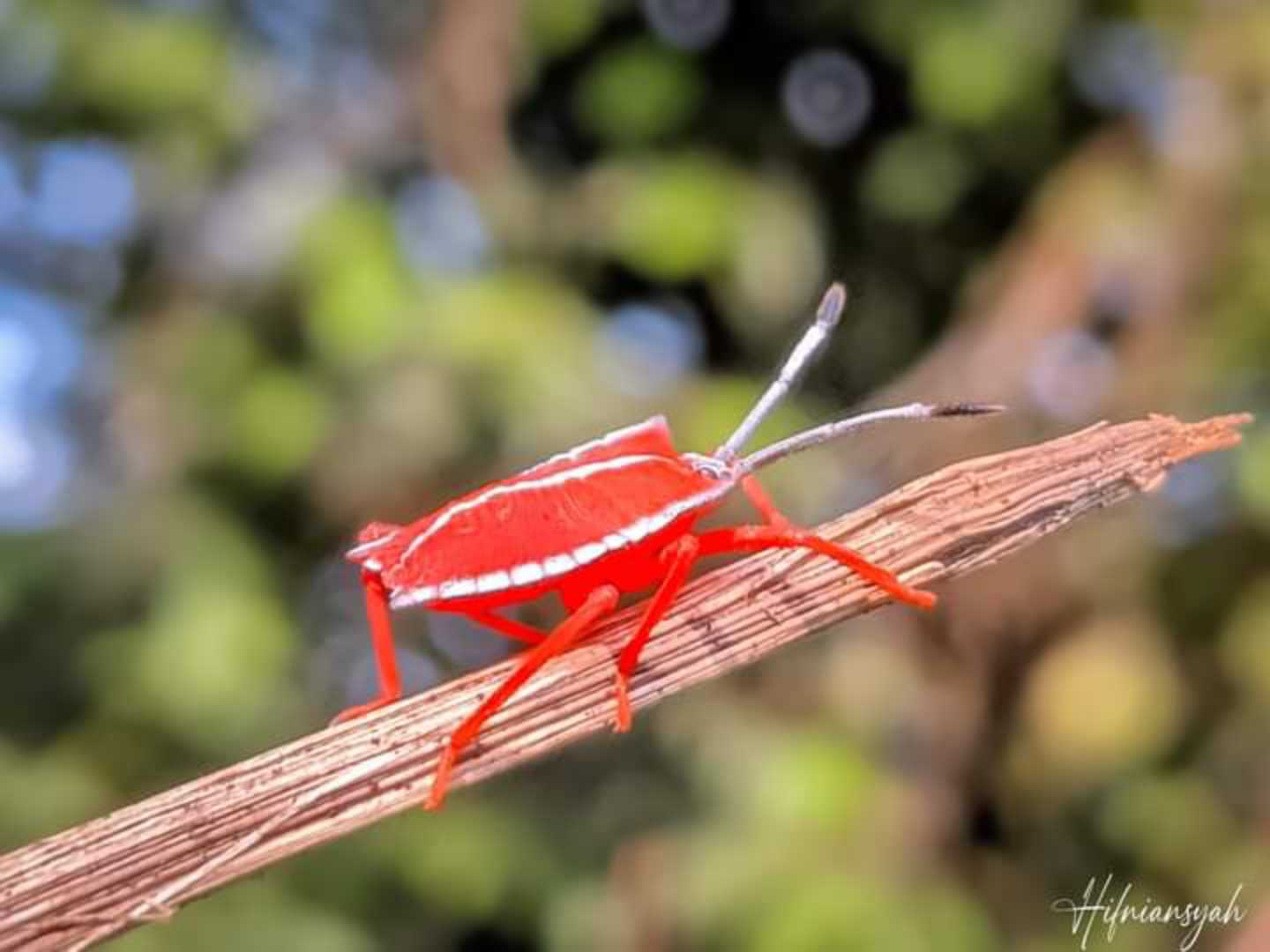 Shield bug 🐝