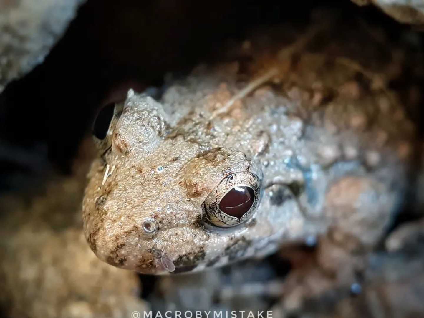 frog