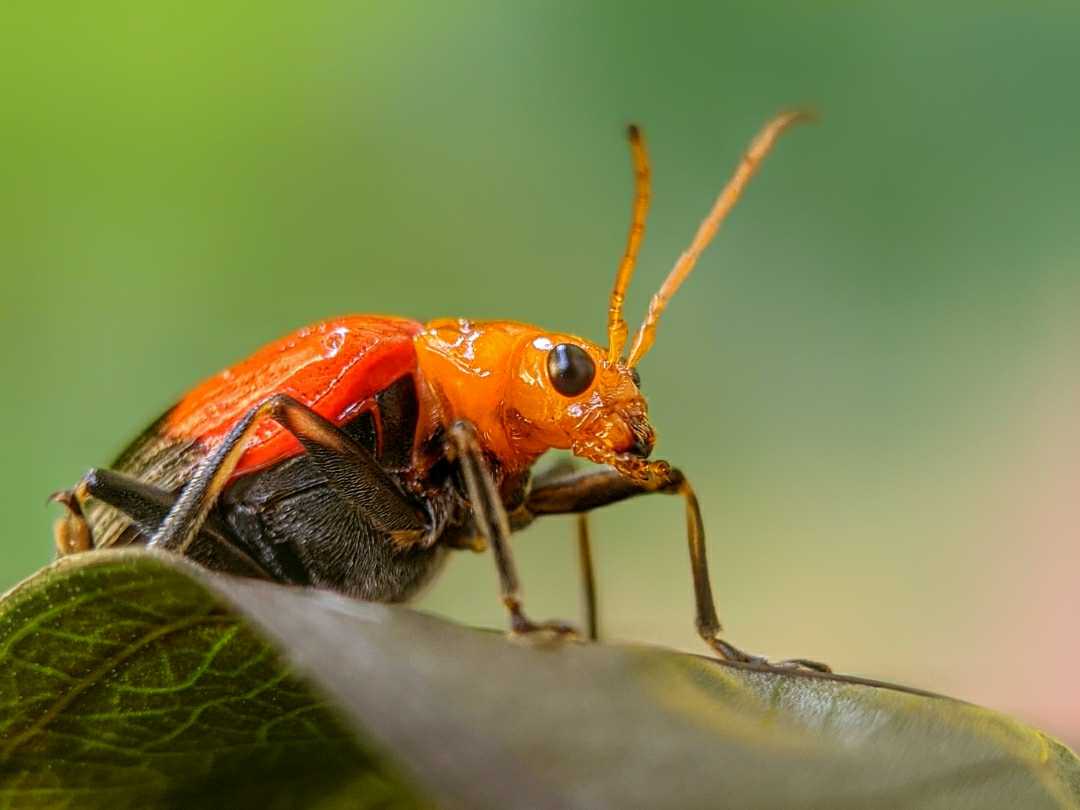Cucurbit leaf beetle