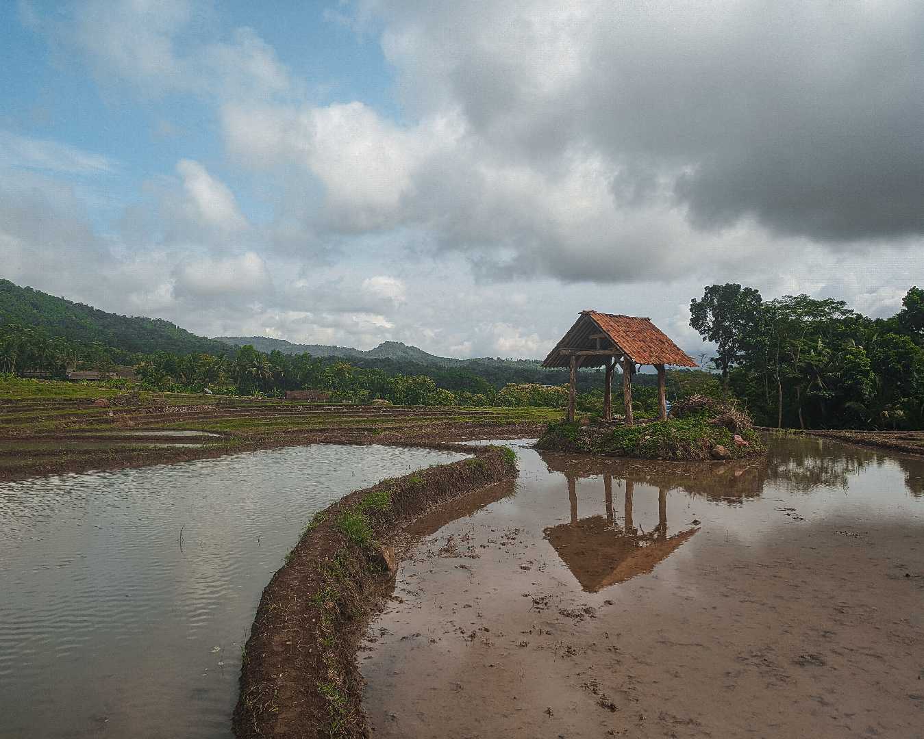 Persiapan penanaman padi