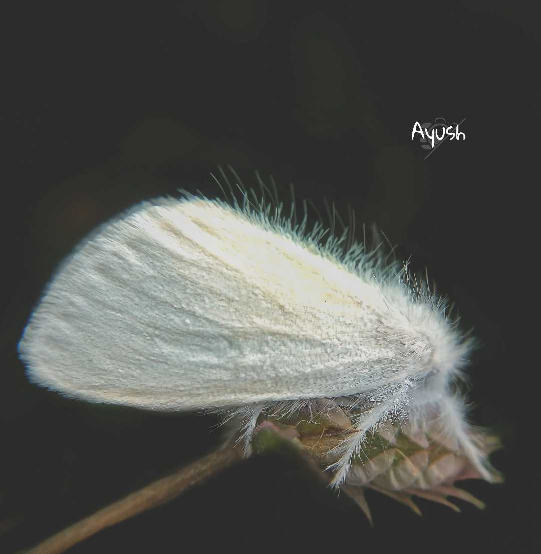 Moody Moth