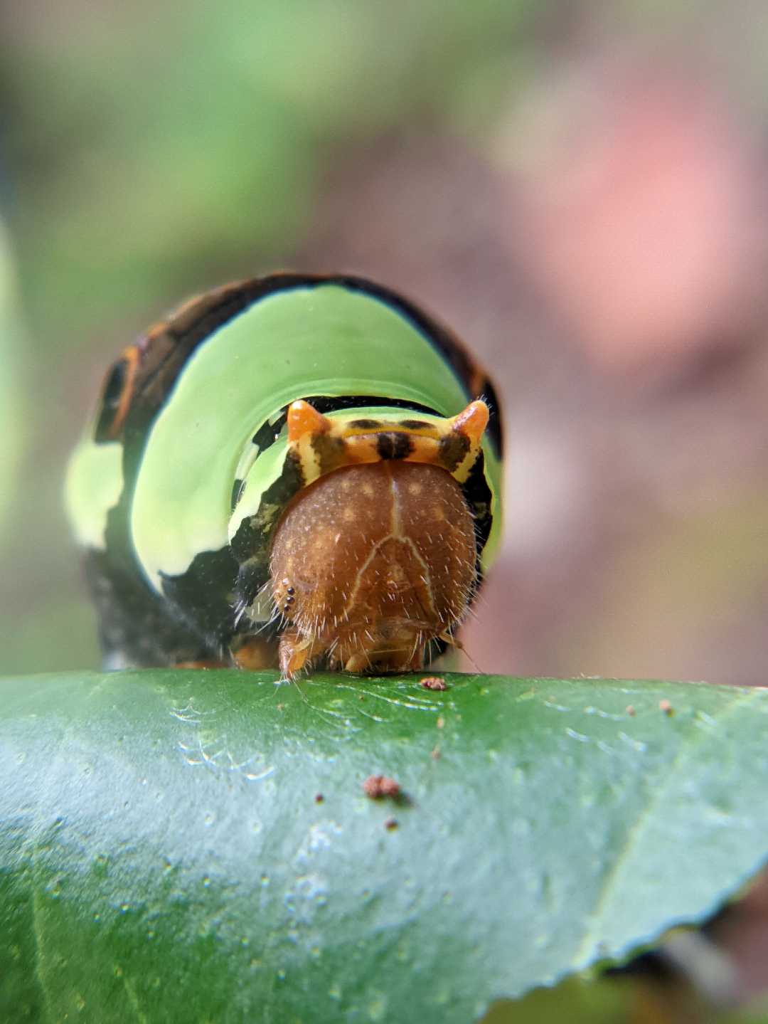 Ulat Hijau