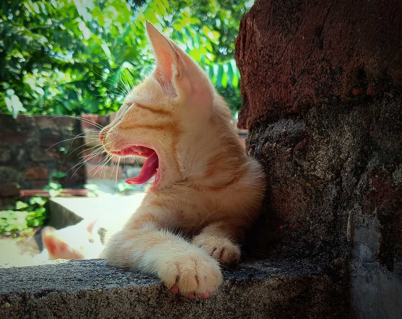 Ginger, My little Kitty 🐈