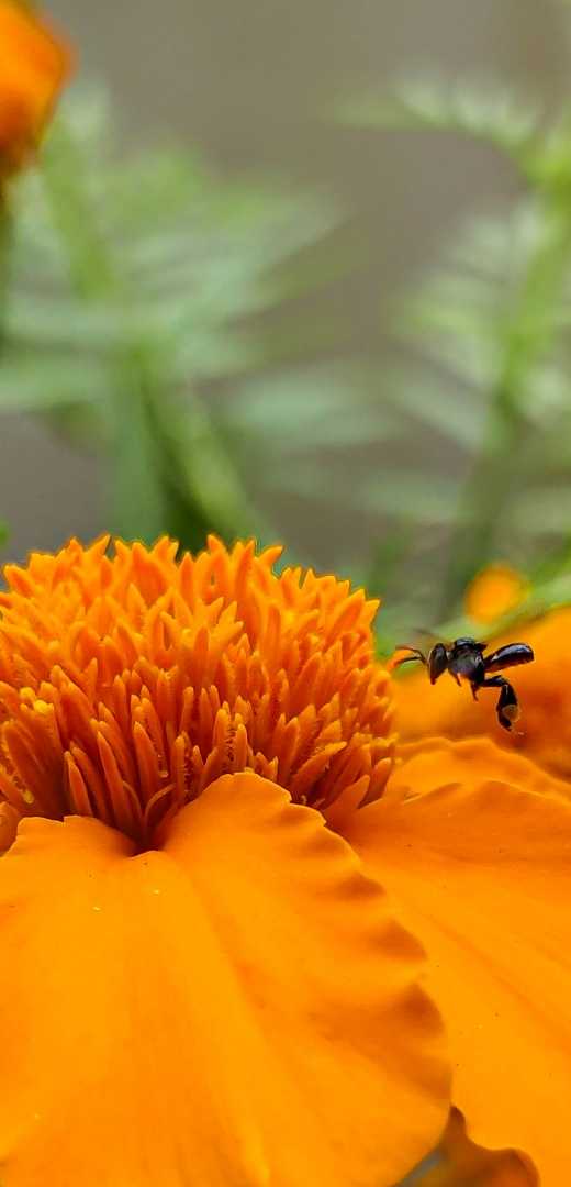 🐝🏵️