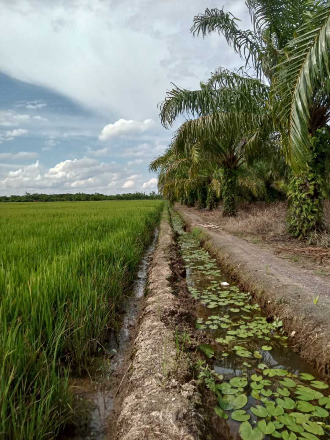 Pinggiran Sawah 