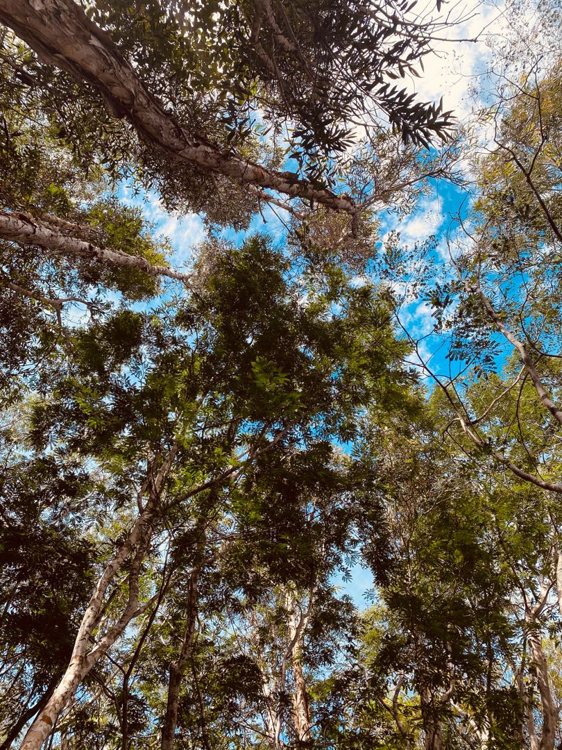 🌳 