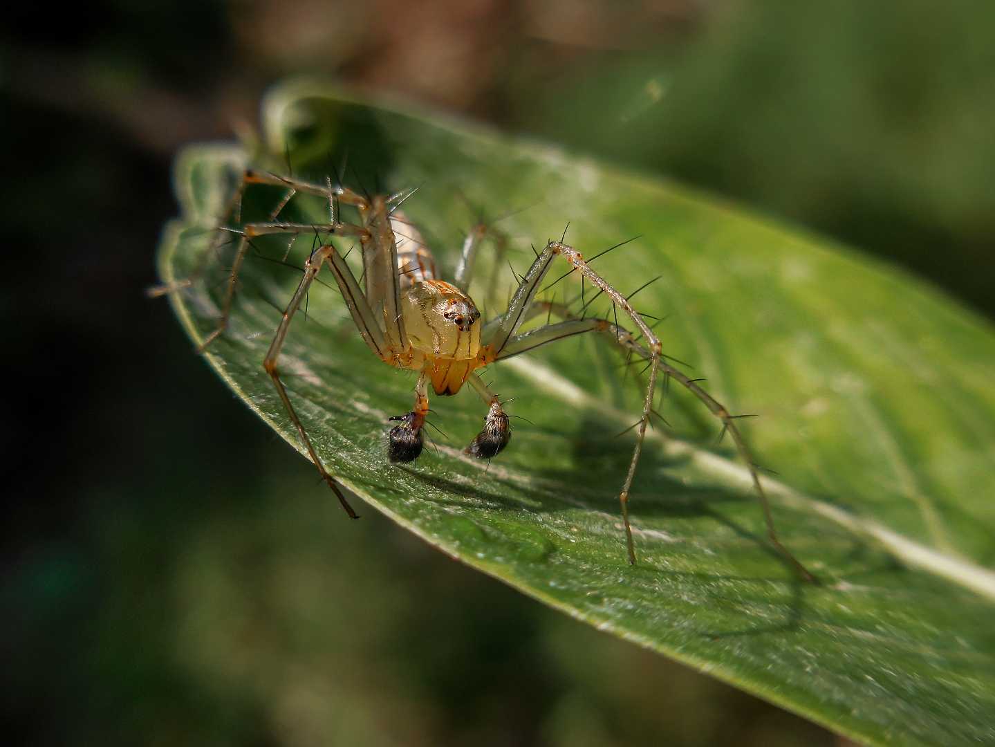 striped Lynx spider
