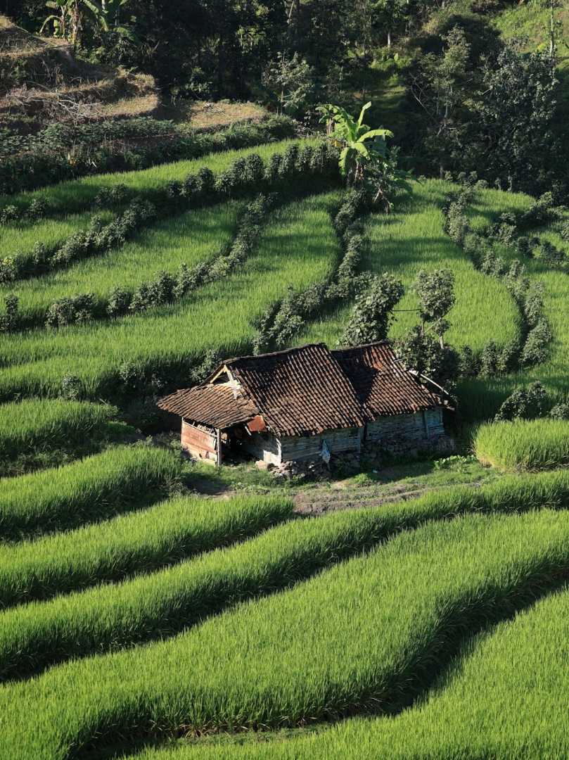 Sawah Hijau