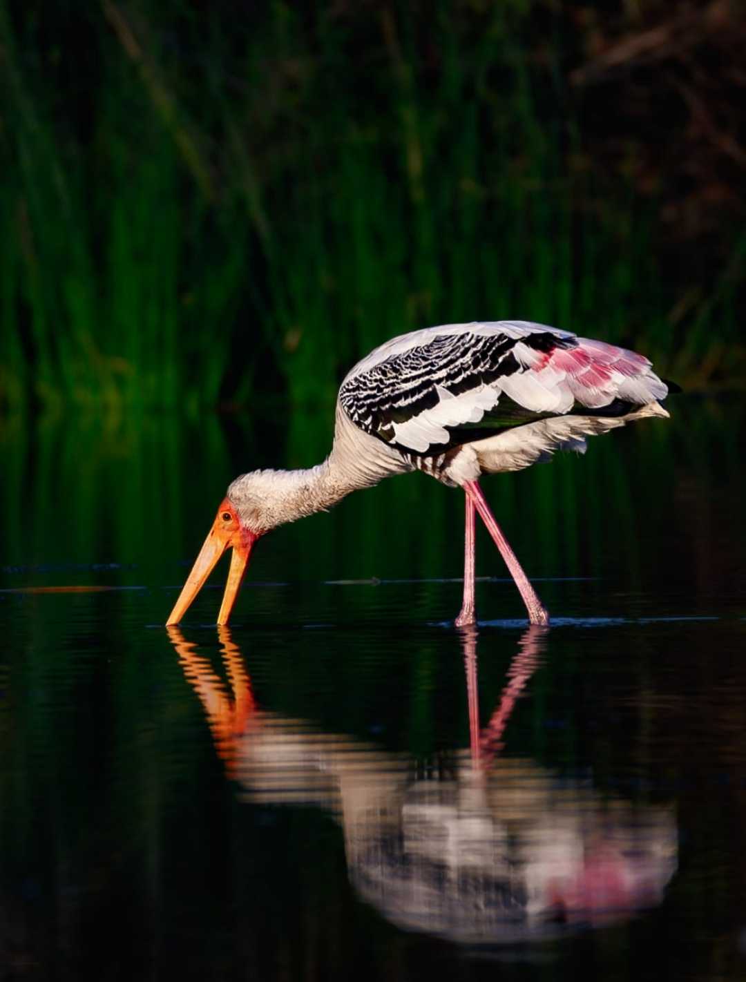 Wildlife Photography | 03