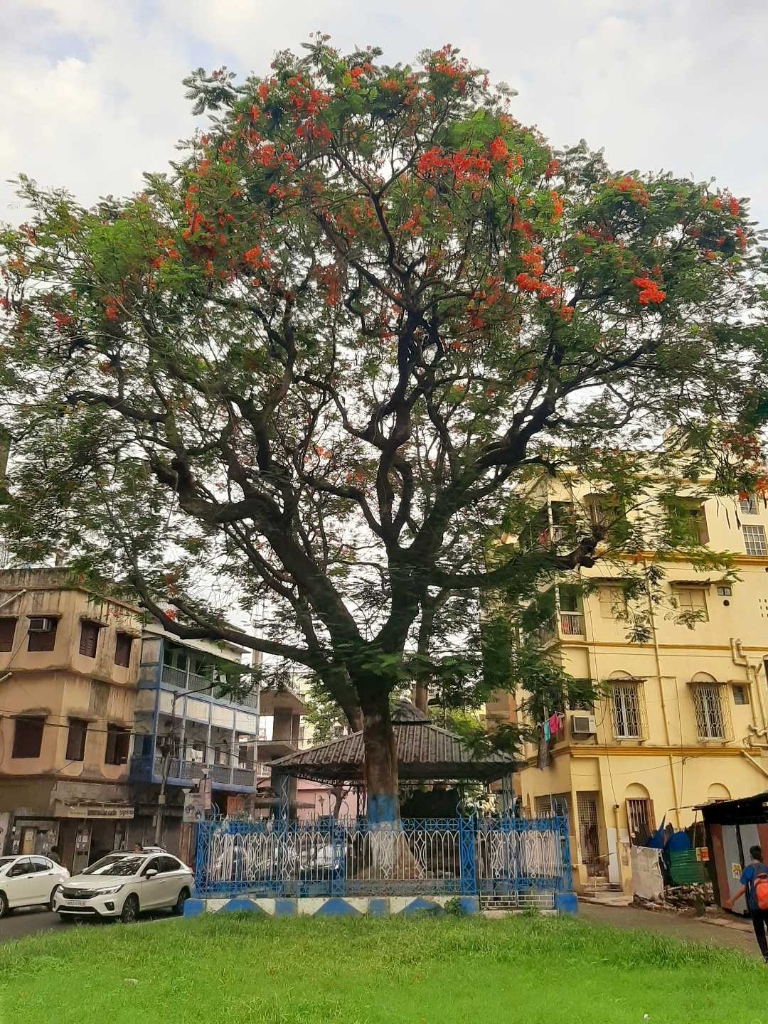 Trees , nature, greenery. 💚💚💚