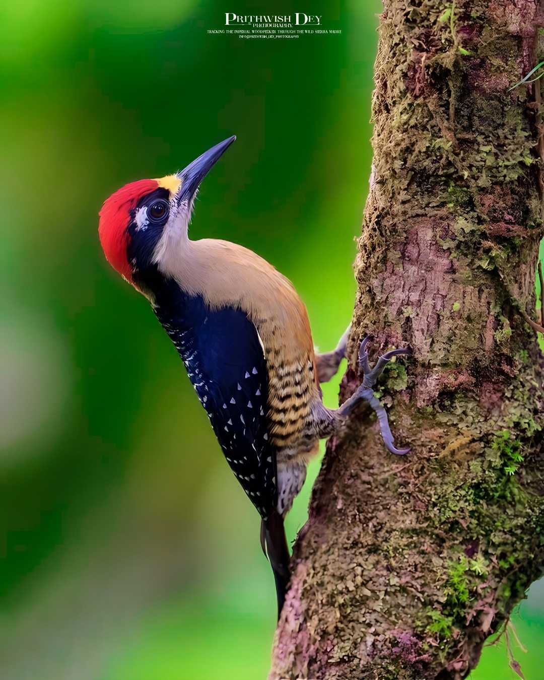 Woodpecker Bird Photography 
