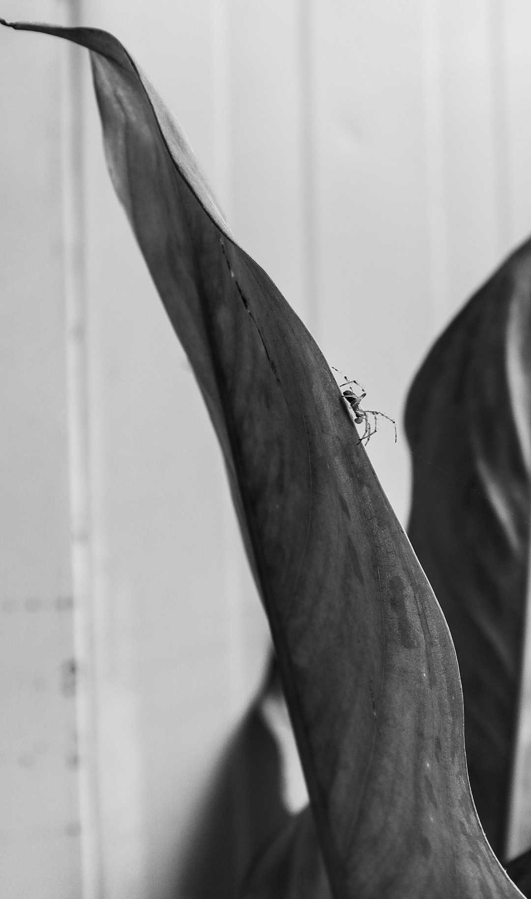 Jumping spider on a leaf