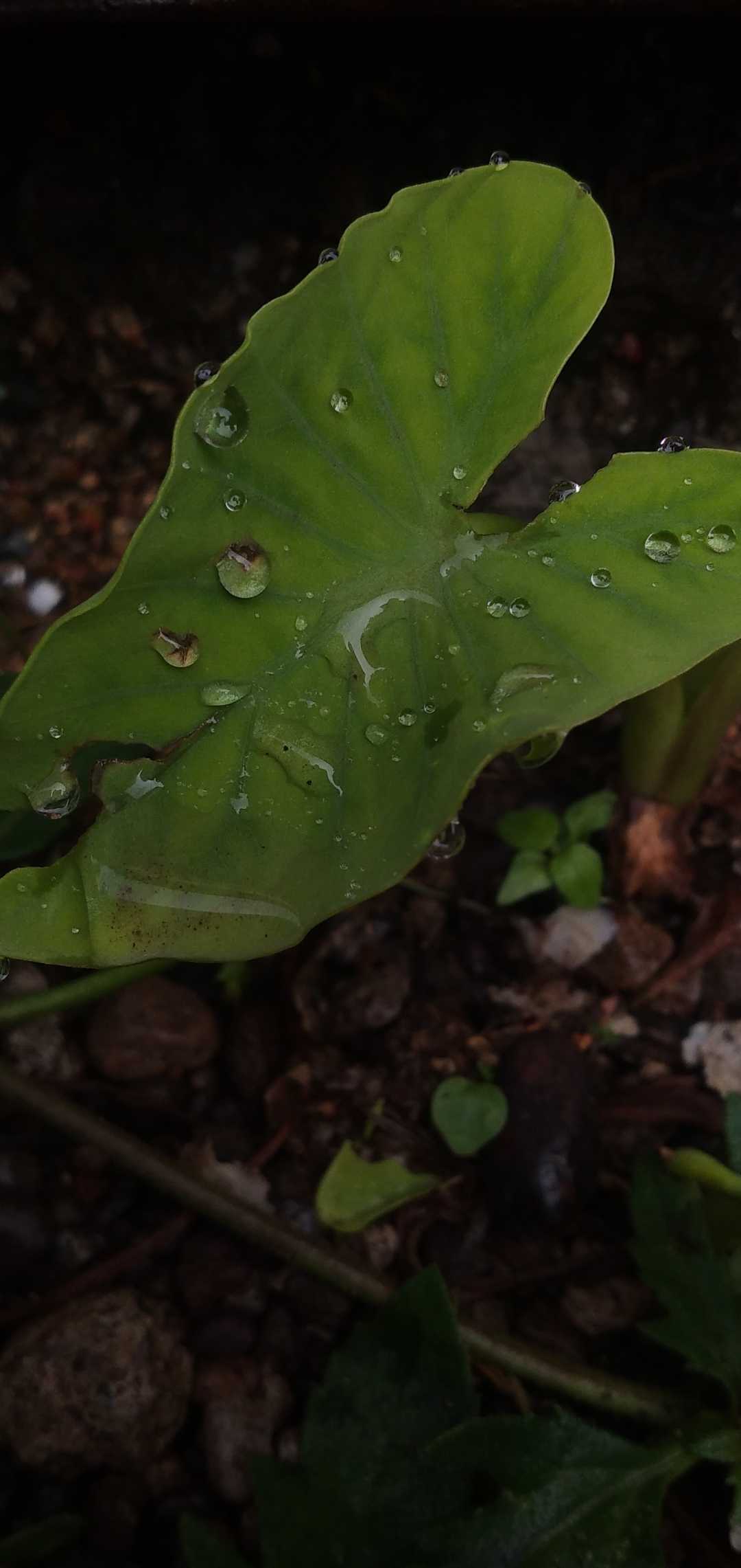 water drop