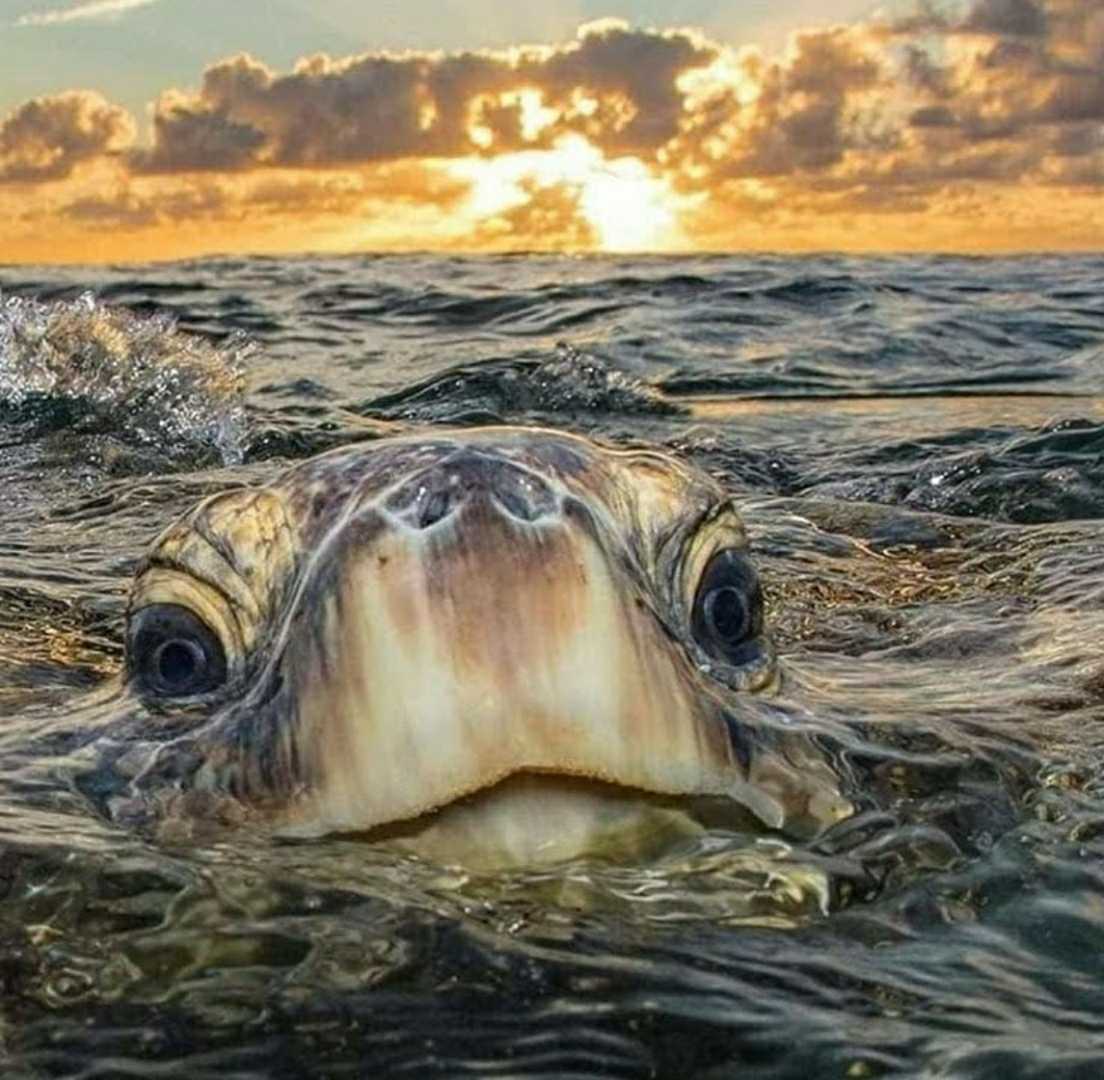 Galápagos Islands