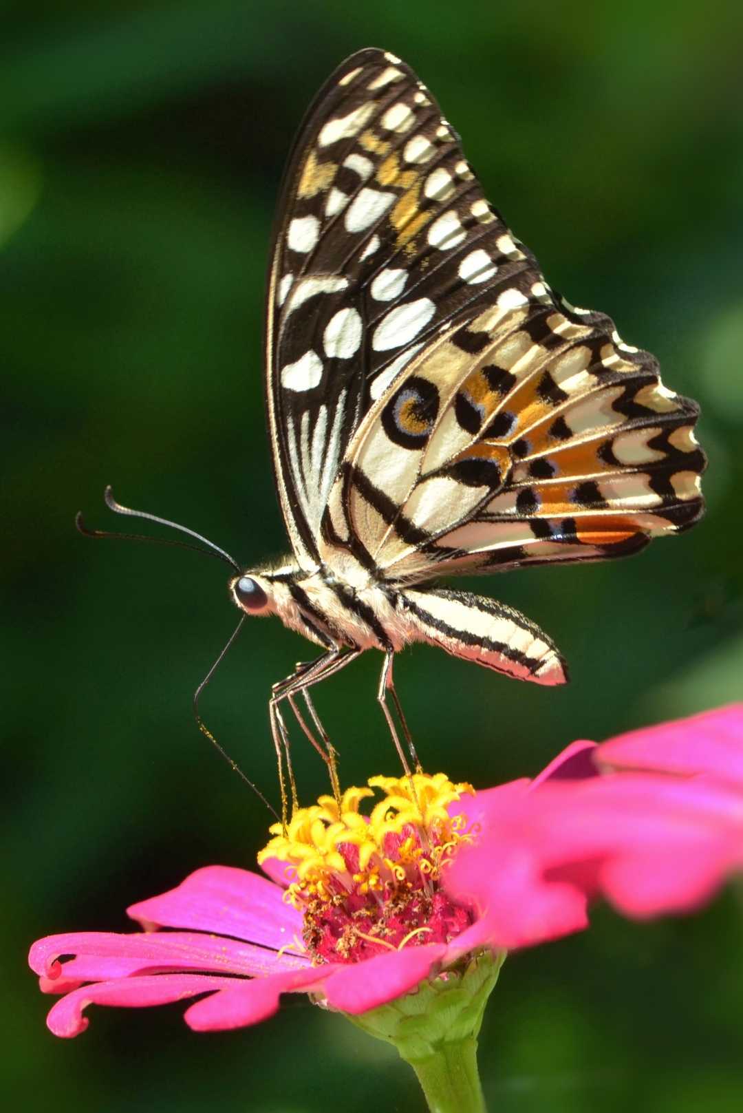 the lime butterfly 