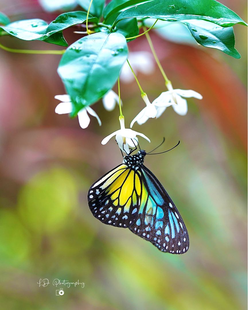 Kupu-kupu Yellow Glassy Tiger (Parantica aspasia)