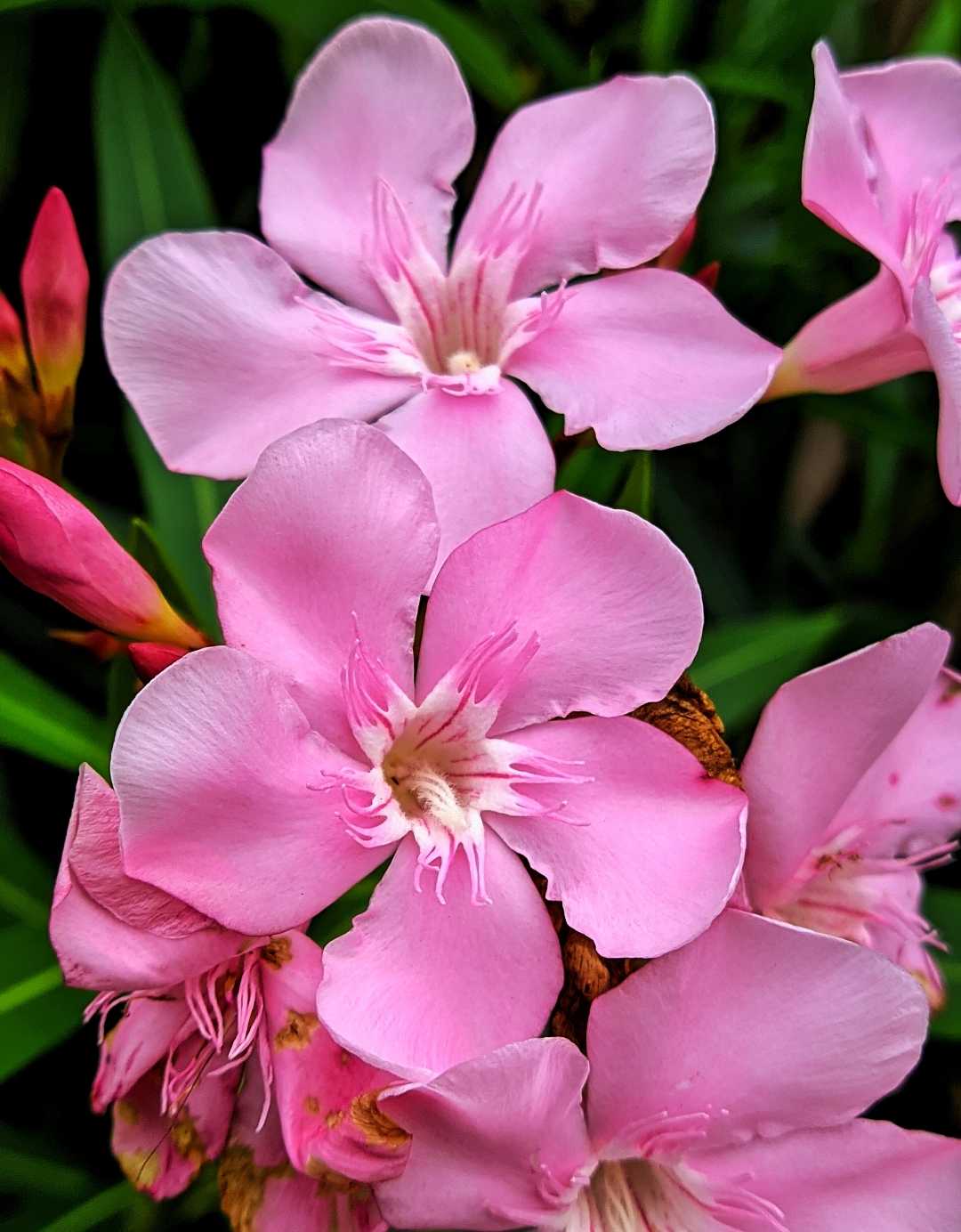 oleander